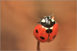 <p>LUNÉČKO SEDMITEČNÉ (Coccinella septempunctata) ---- /Seven-spotted ladybug - Siebenpunkt-Marienkäfer/</p>